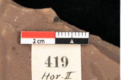 Foto (Detailansicht) von Asterocalyx styriacus Ettingshausen (NHMW-GEO-2024-0188-0419)